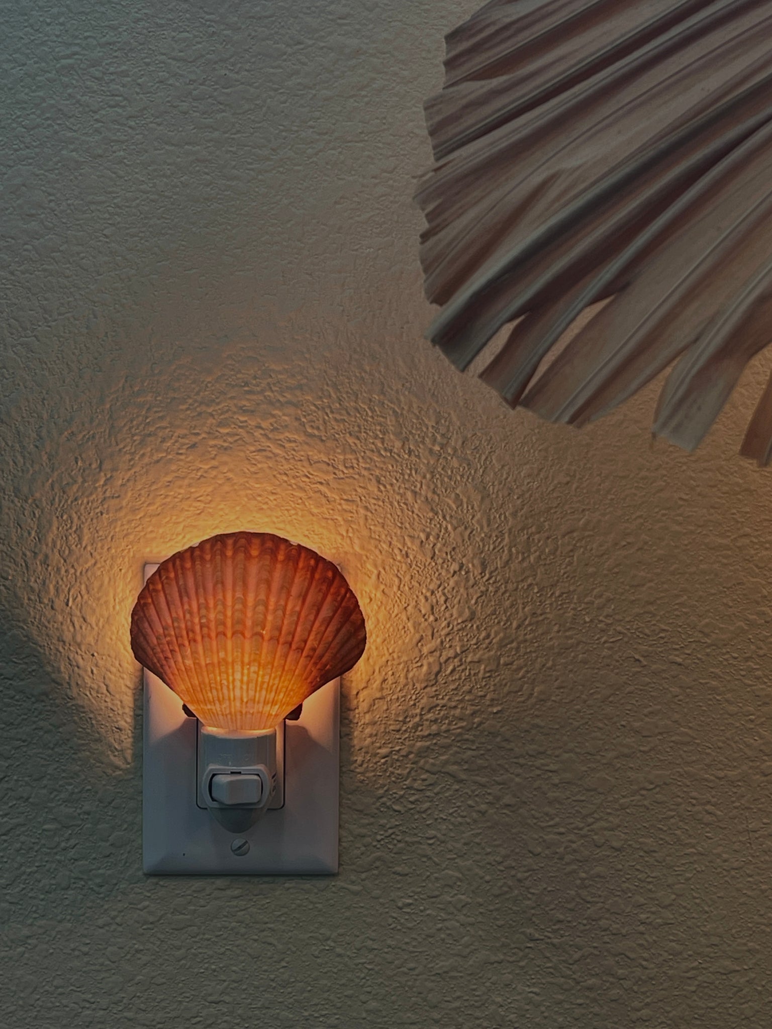 Natural Shell Night Light