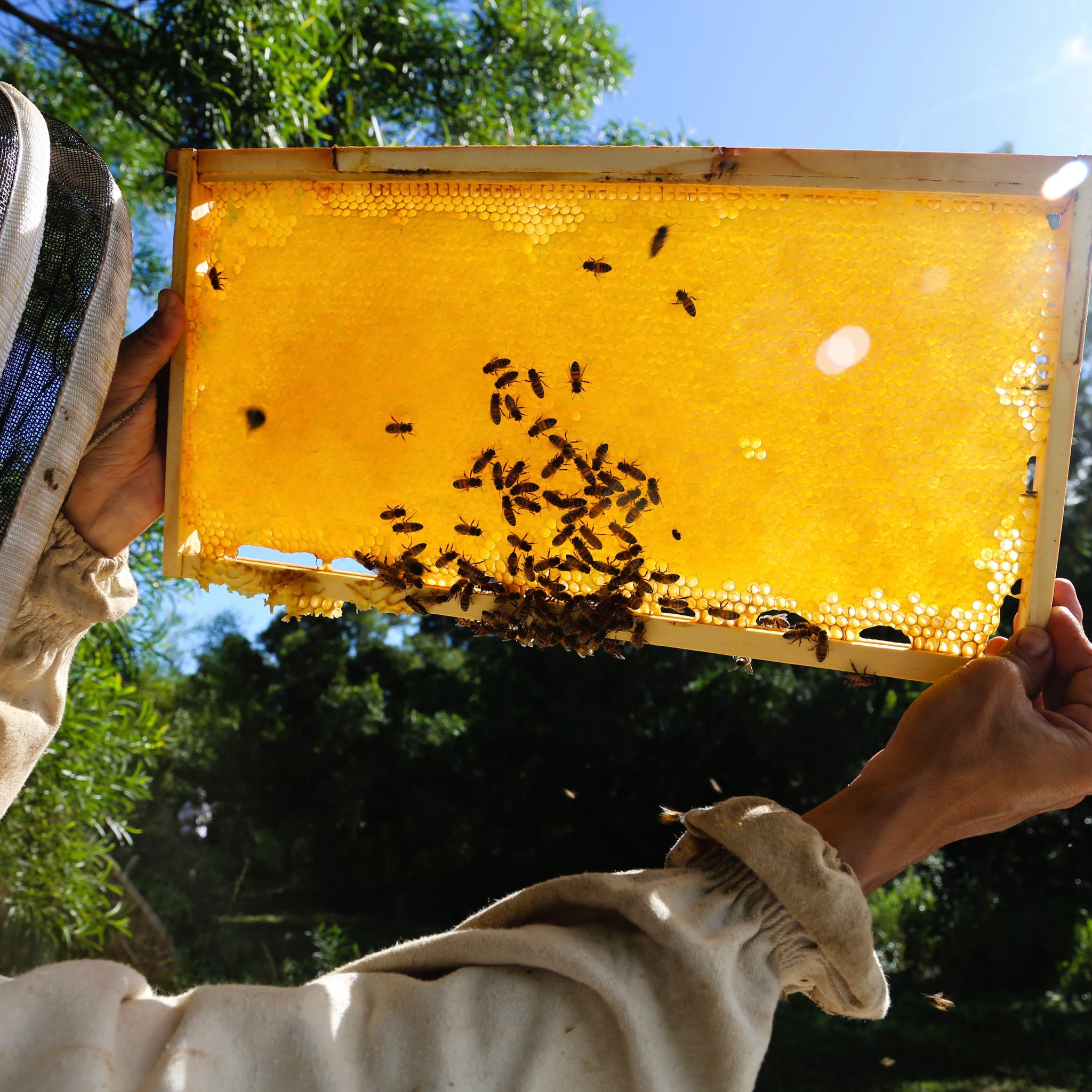 Raw Hoku Hawaiian Honey