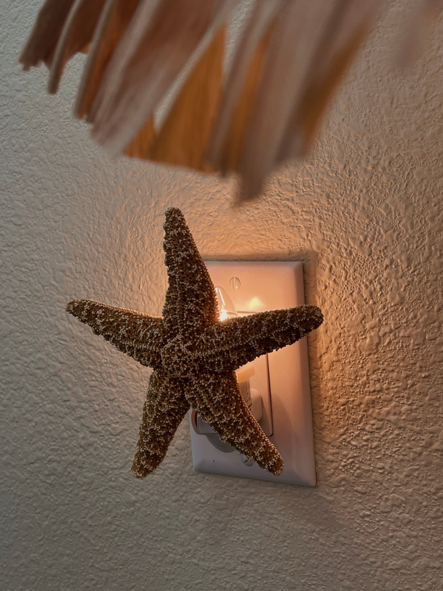 Natural Shell Night Light