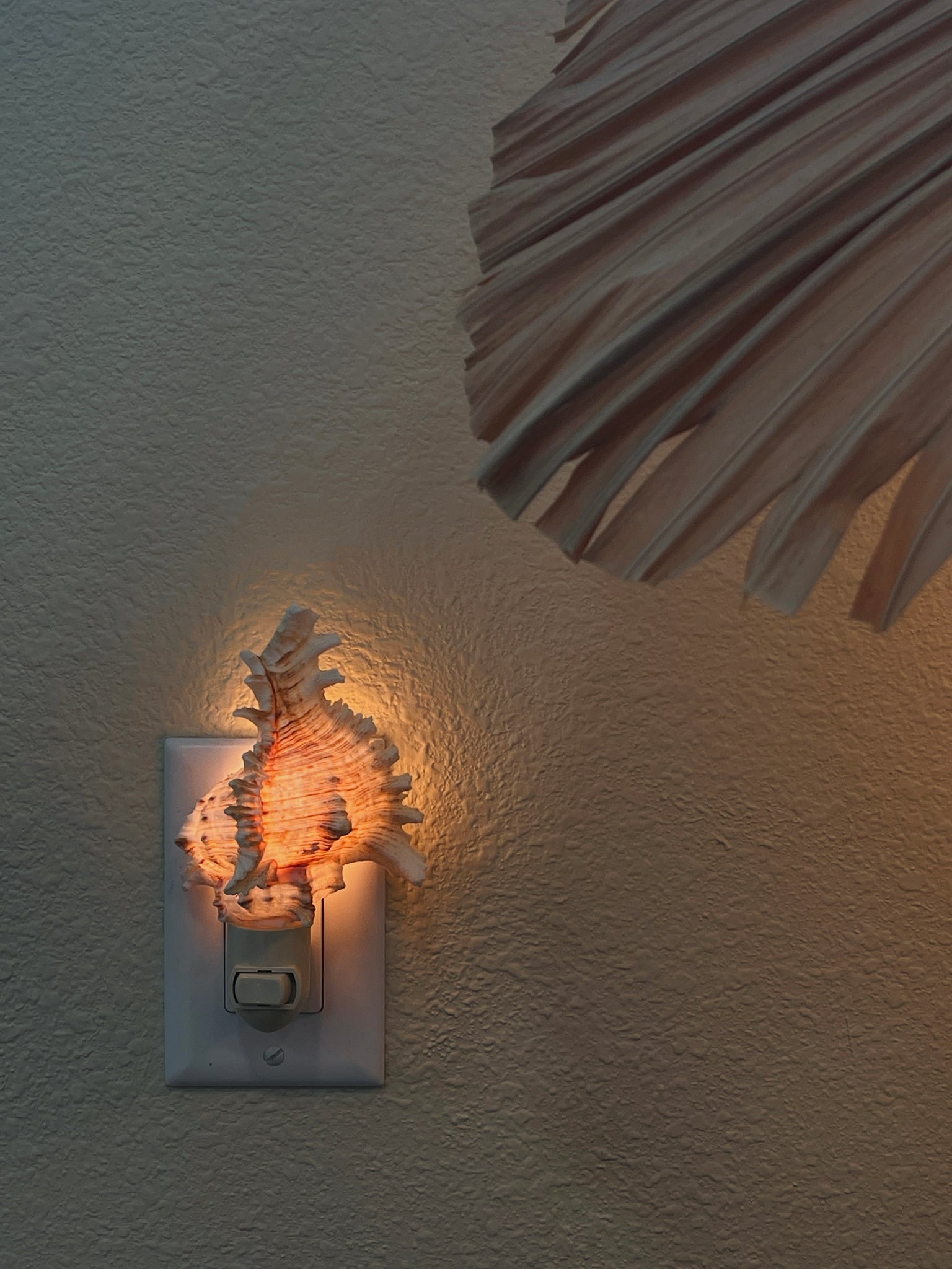 Natural Shell Night Light