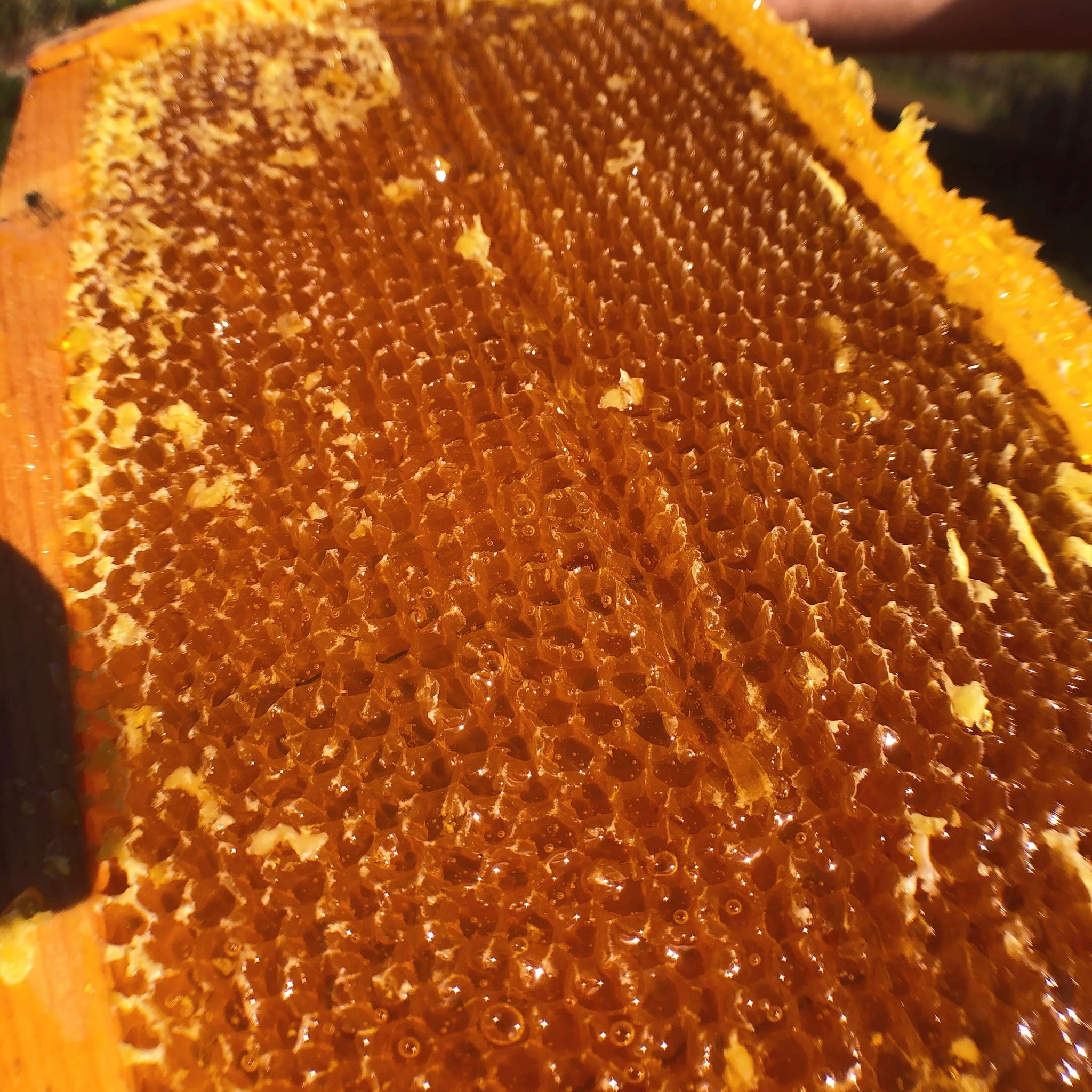 Raw Hoku Hawaiian Honey