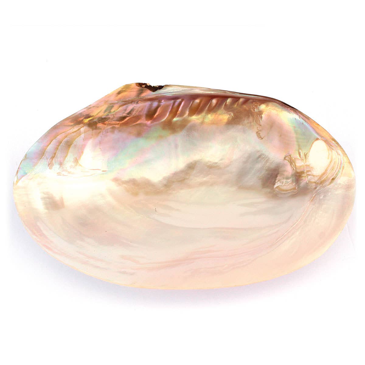 Large Polished Shell Ring Dish