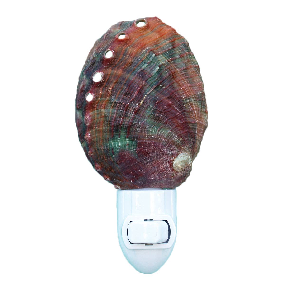 California Seashell Company - Threaded Abalone Seashell Night Light