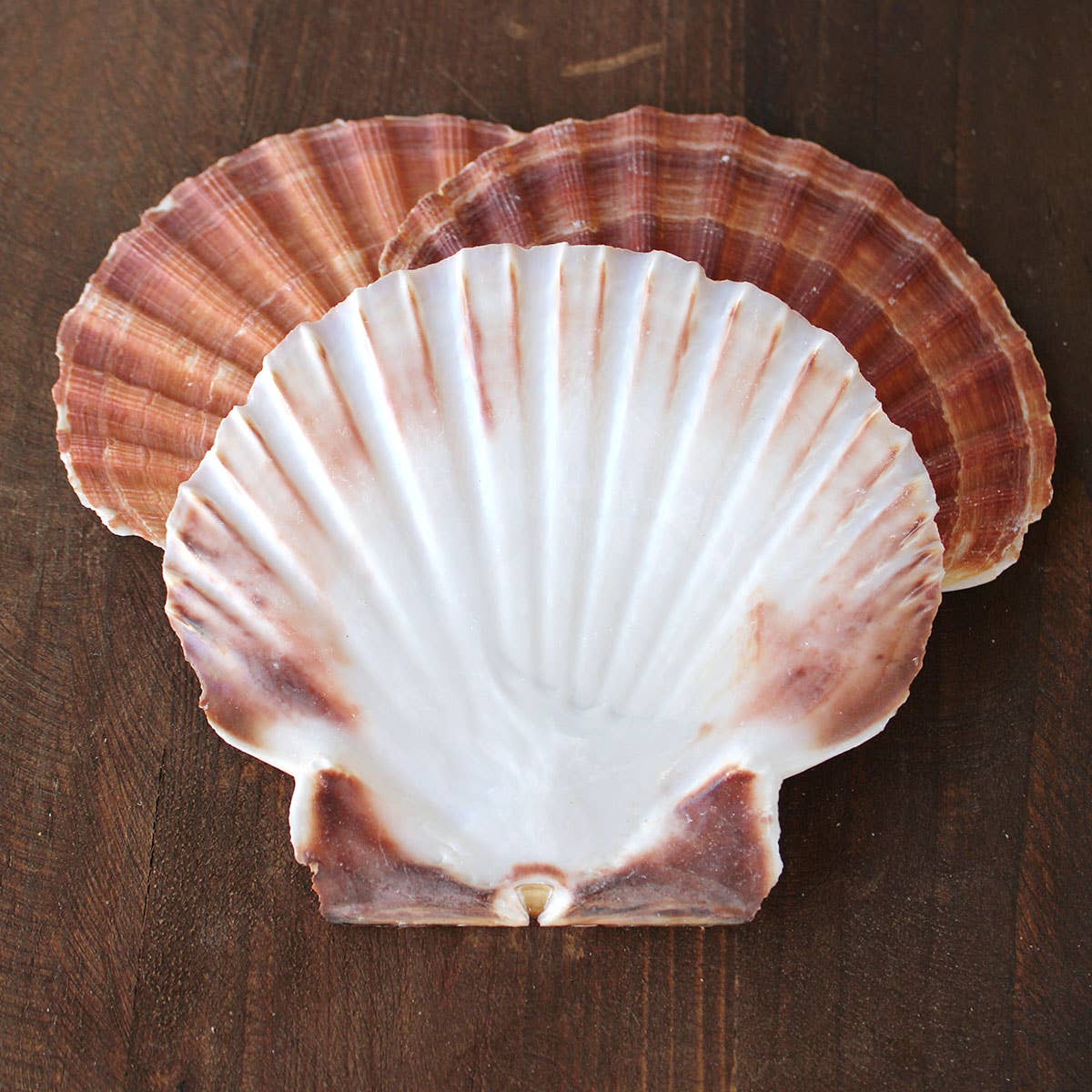 California Seashell Company - Irish Flat Pectin Seashells - 3-5": 4-5"