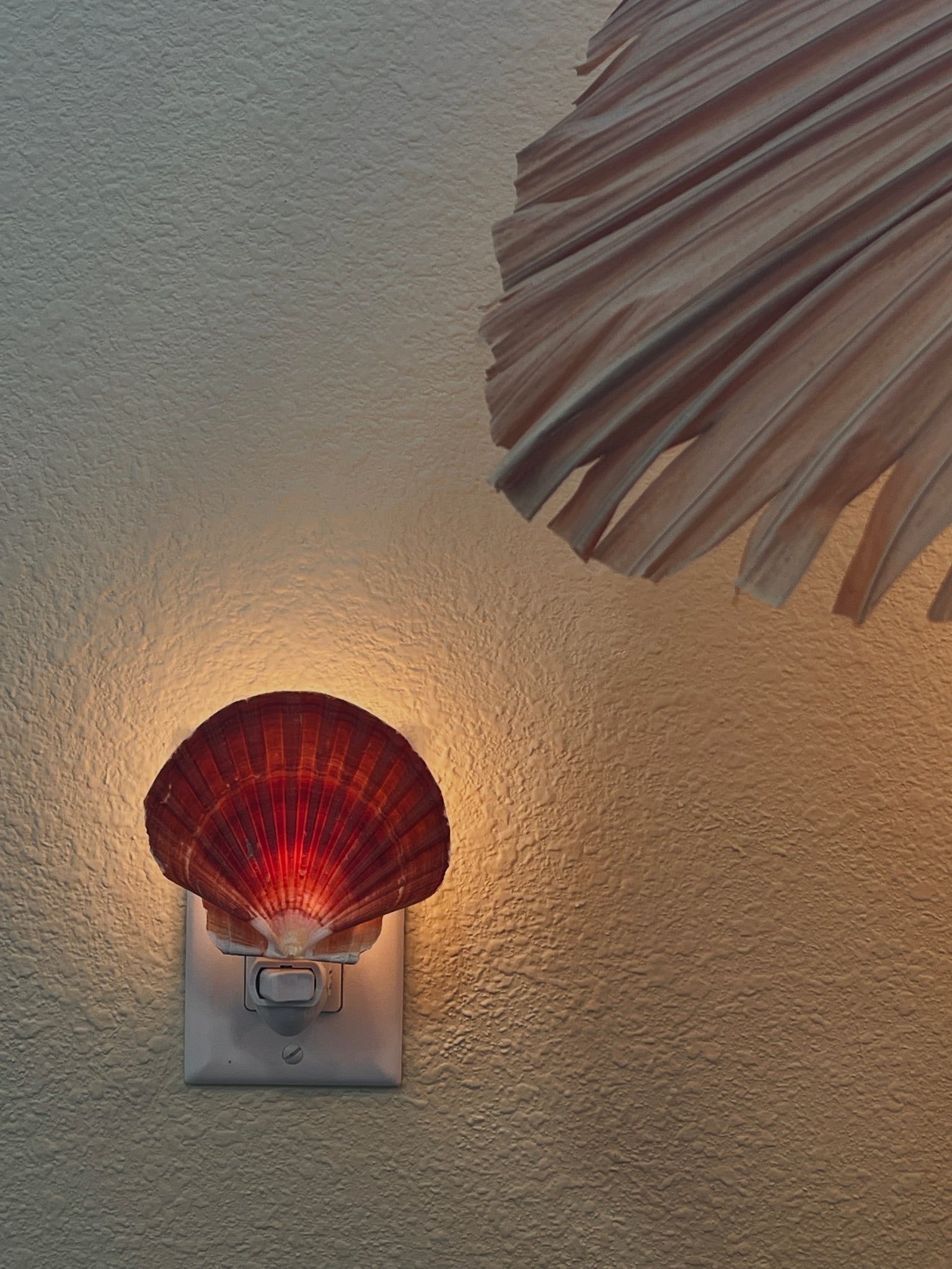 Natural Shell Night Light