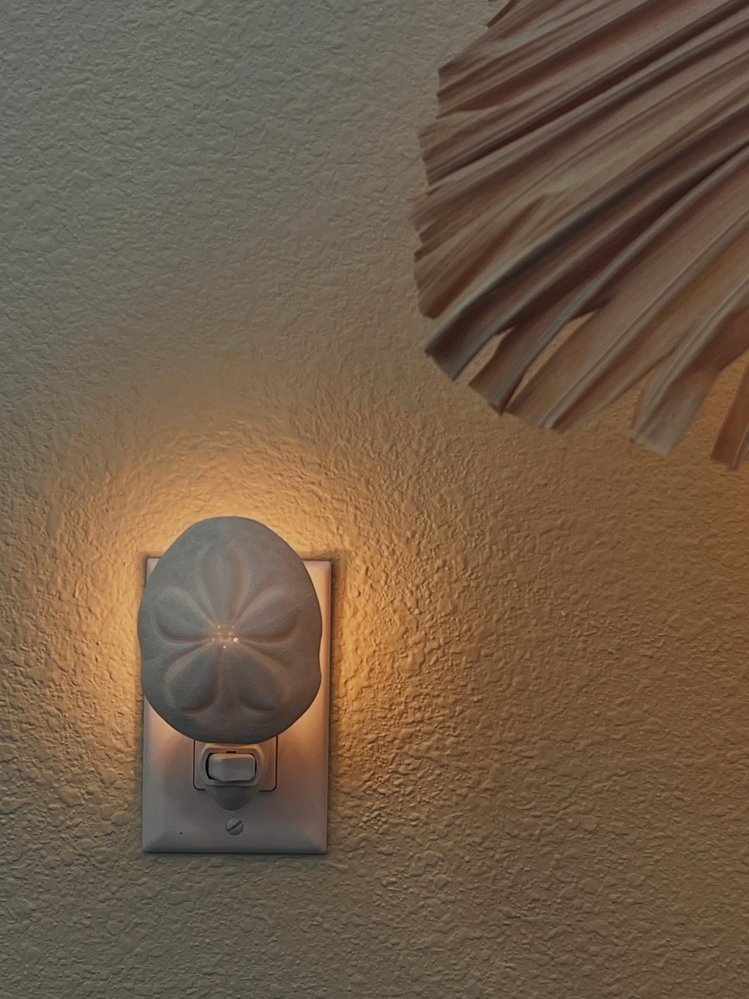 Natural Shell Night Light