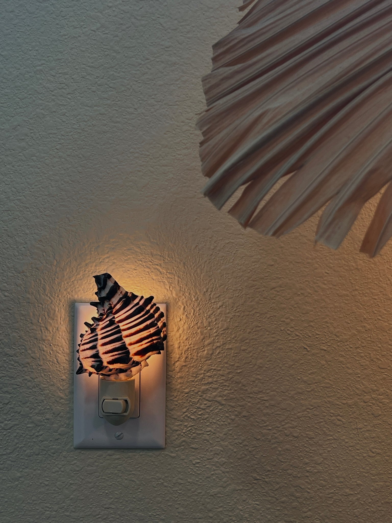 Natural Shell Night Light